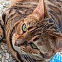 Shadow participe au concours pour gagner de l'argent avec cette photo : animal, blue_object, cat, close_up, daylight, detail, ears, face, fur, green_eyes, laying_down, nature, outdoor, pattern, pet, relaxed, stone_surface, tabby, texture, whiskers