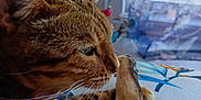Shadow participe au concours pour gagner de l'argent avec cette photo : animal, blurred_background, cat, close_up, cozy, daylight, domestic_cat, fabric, feline, fur, hand, indoor, pattern, paw, pet, relaxed, resting, tabby, whiskers, window