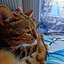 animal, blurred_background, cat, close_up, cozy, daylight, domestic_cat, fabric, feline, fur, hand, indoor, pattern, paw, pet, relaxed, resting, tabby, whiskers, window