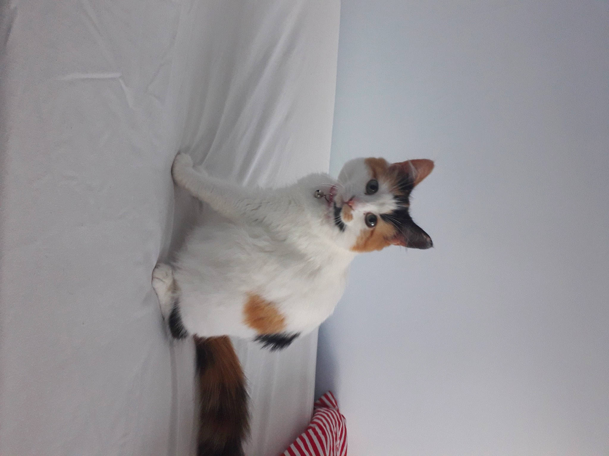 Daisy joined the competition — help win amazing prizes! canidae, carnivore, cat, cat_supply, claw, comfort, companion_dog, dog_breed, domestic_short_haired_cat, fawn, felidae, fur, paw, pet_supply, small_to_medium_sized_cats, snout, tail, terrestrial_animal, whiskers, wood