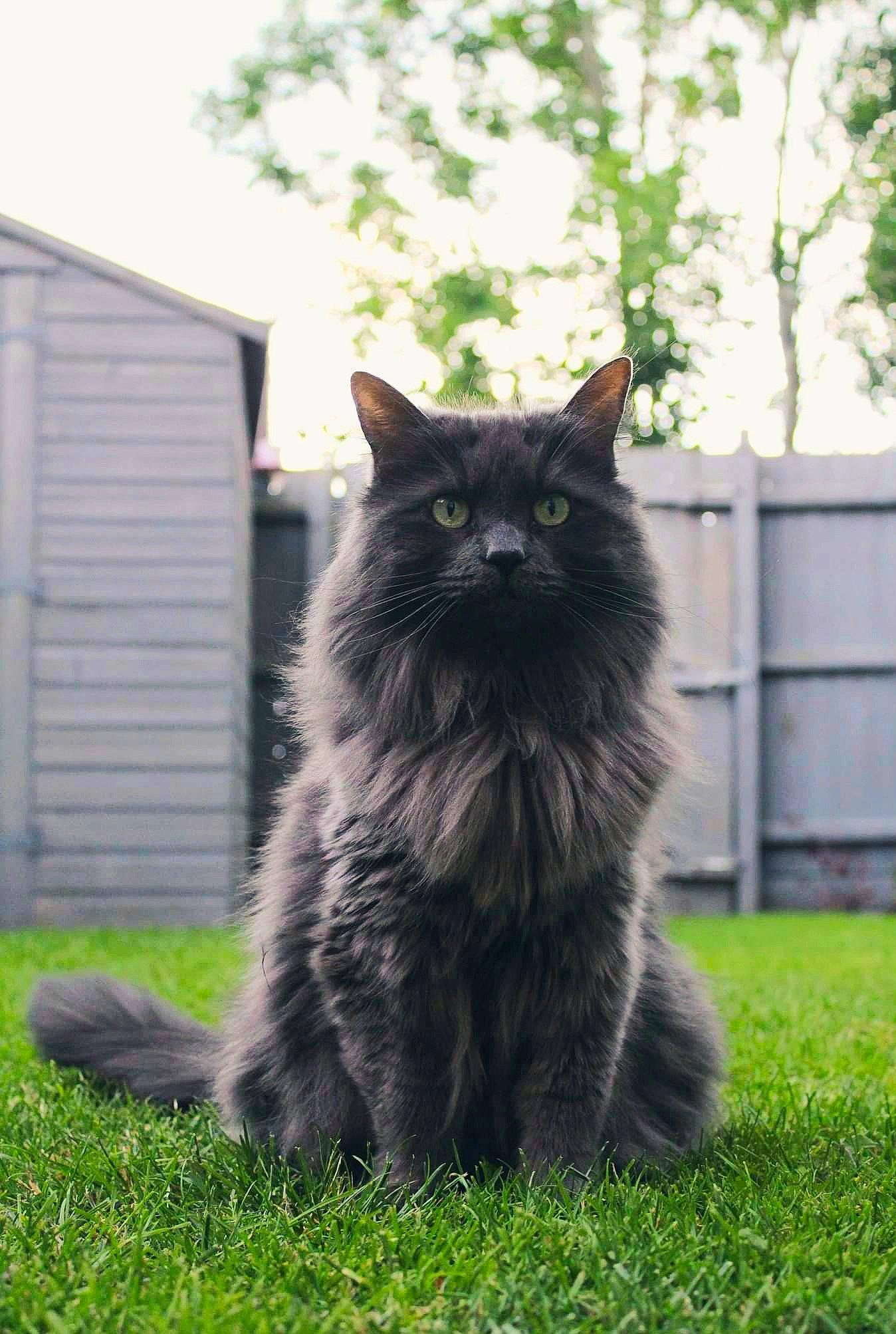 Belle joined the competition — help win amazing prizes! black_cat, british_longhair, carnivore, cat, domestic_short_haired_cat, felidae, fence, fur, grass, grey, plant, sitting, small_to_medium_sized_cats, snout, tail, terrestrial_animal, tree, whiskers, window, wood