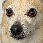 Buddy joined the competition — help win amazing prizes! dog, close_up, pet, animal, tan_fur, nose, whiskers, ears, face, expression, fur_texture, domestic_animal, cute, muzzle, alert, brown_eyes, indoor, portrait, canine, friendly