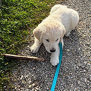 Aslo a rejoint le concours — aidez-le/la à gagner de superbes lots ! puppy, dog, white_fur, leash, gravel, grass, outdoor, young_dog, pet, animal, stick, curious, walking, nature, sunlight, cute, fluffy, small, resting, playful