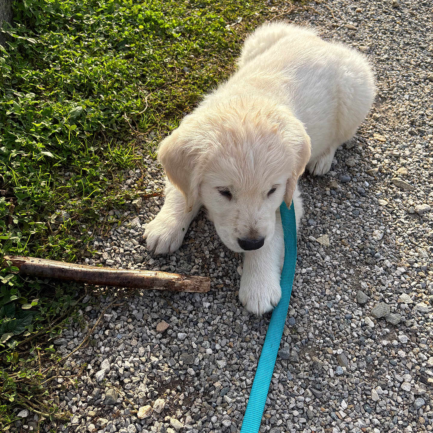 Aslo a rejoint le concours — aidez-le/la à gagner de superbes lots ! animal, curious, cute, dog, fluffy, grass, gravel, leash, nature, outdoor, pet, playful, puppy, resting, small, stick, sunlight, walking, white_fur, young_dog