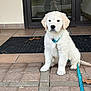 puppy, dog, white, leash, collar, brick, patio, glass_door, reflection, person, outdoor, tile, autumn_leaves, sitting, pet, canine, young_dog, cute, calm, front_yard
