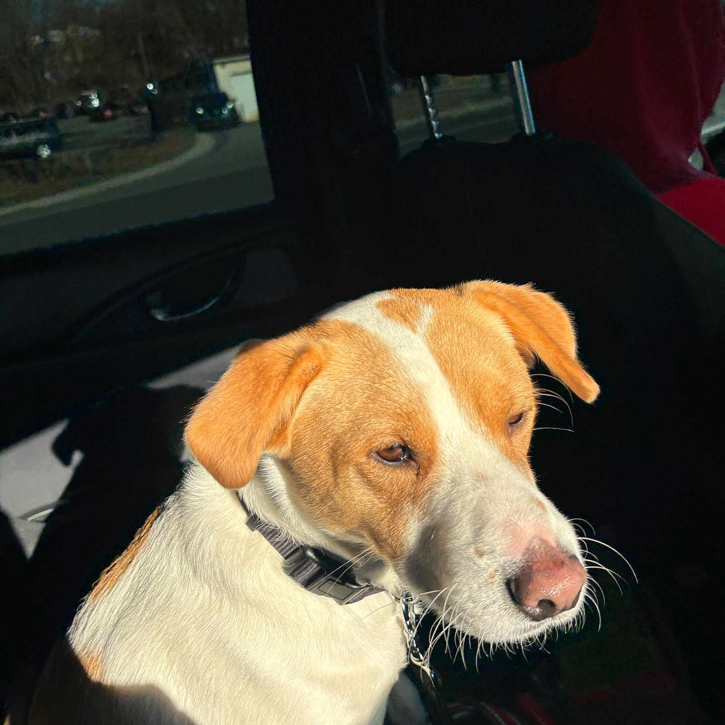 Opie is registered to the contest to win money with this photo: accessories, animal, beagle, canine, car, computerhardware, cushion, dog, electronics, hardware, homedecor, hound, labradorretriever, monitor, pet, pointer, puppy, screen, transportation, vehicle