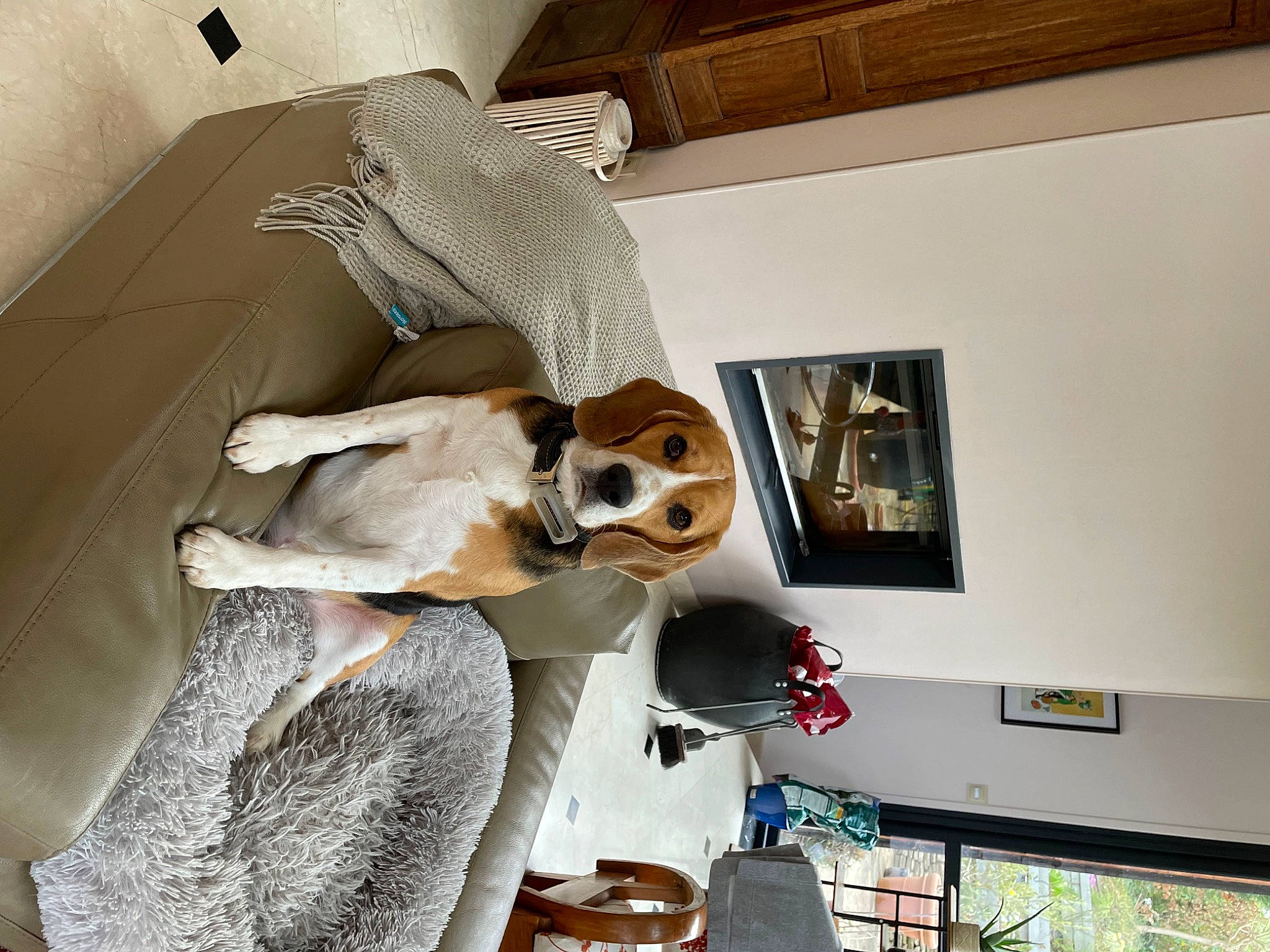 Oly a rejoint le concours — aidez-le/la à gagner de superbes lots ! art, automotive_design, bag, canidae, carnivore, comfort, companion_dog, couch, dog, dog_breed, fawn, flooring, fur, hardwood, interior_design, living_room, picture_frame, room, sporting_group, wood