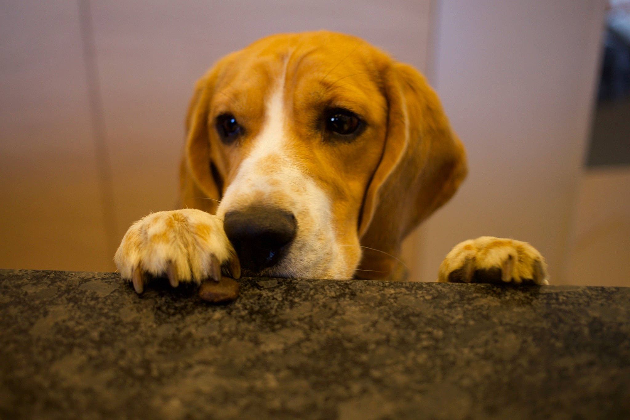 Oly a rejoint le concours — aidez-le/la à gagner de superbes lots ! ball, basset_hound, bored, canidae, carnivore, companion_dog, dog, dog_breed, dog_supply, fawn, fur, hound, hunting_dog, natural_material, paw, scent_hound, snout, sporting_group, terrestrial_animal, wood