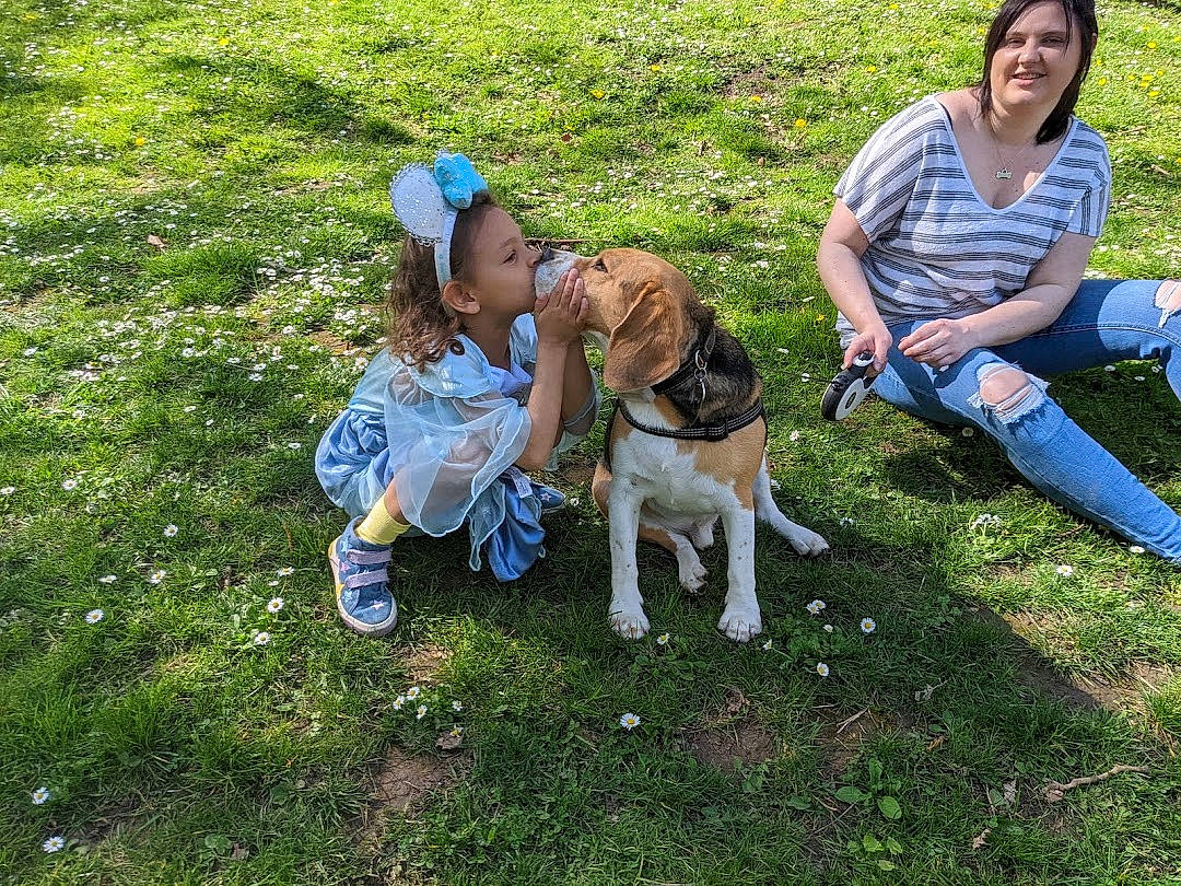 Oly participe au concours pour gagner de l'argent avec cette photo : carnivore, companion_dog, dog, dog_breed, fawn, fun, grass, grass_family, grassland, lawn, leash, leisure, meadow, people_in_nature, plant, shoe, shorts, smile, sneakers, toddler