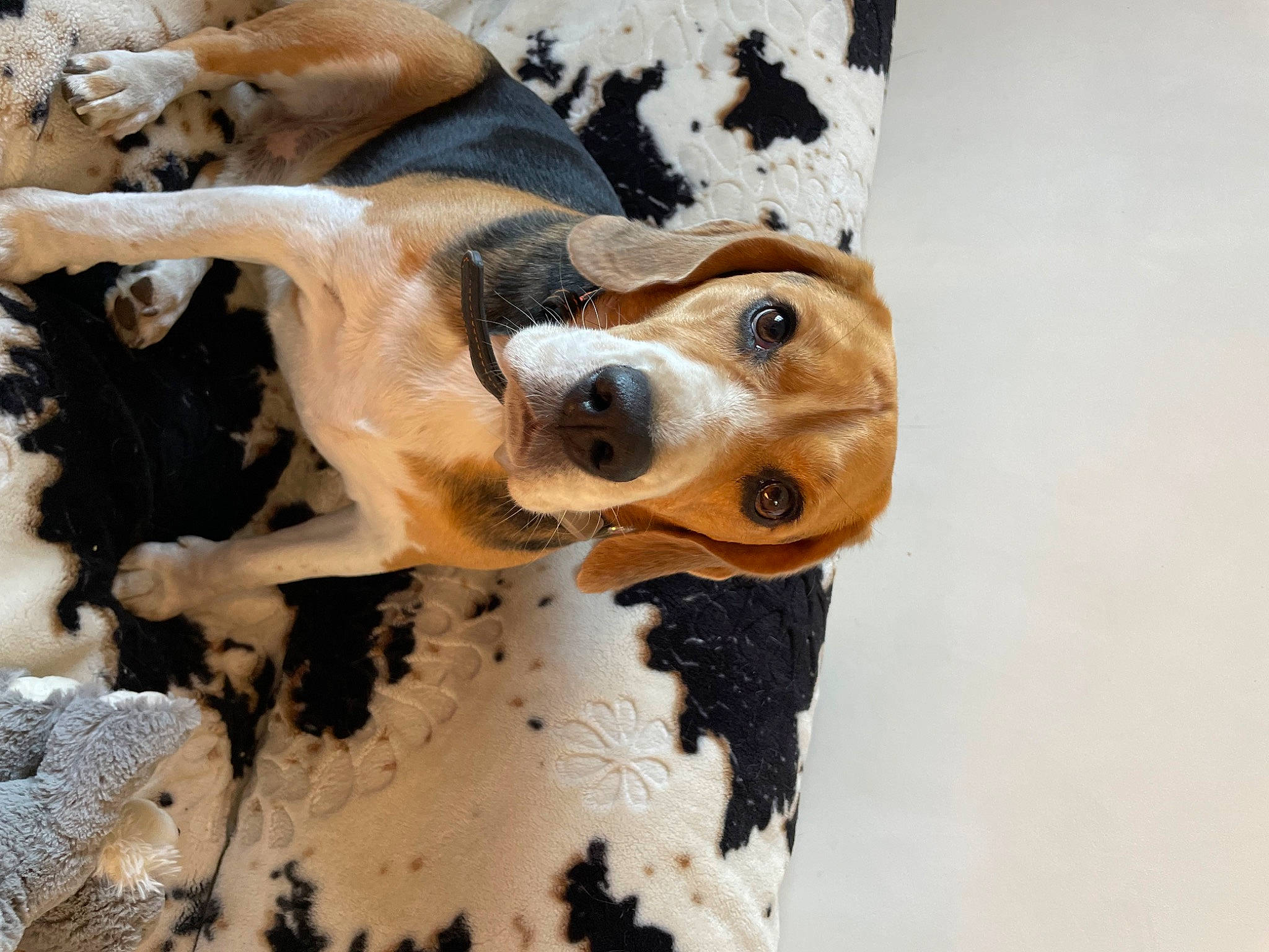 Oly participe au concours pour gagner de l'argent avec cette photo : canidae, carnivore, collar, companion_dog, dalmatian, dog, dog_breed, dog_collar, eyewear, fawn, freezing, fur, non_sporting_group, puppy, snout, snow, sporting_group, whiskers, winter, working_animal