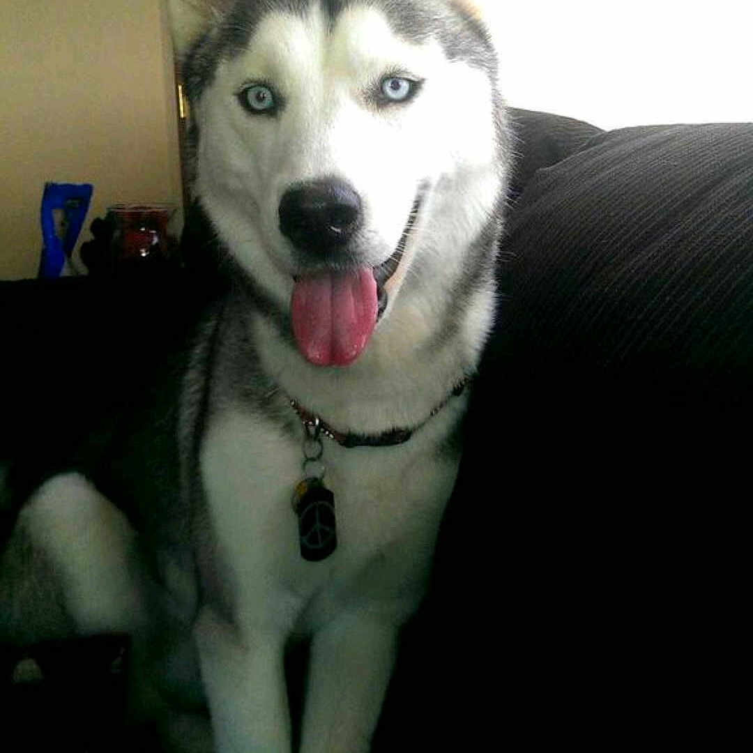 Kovu