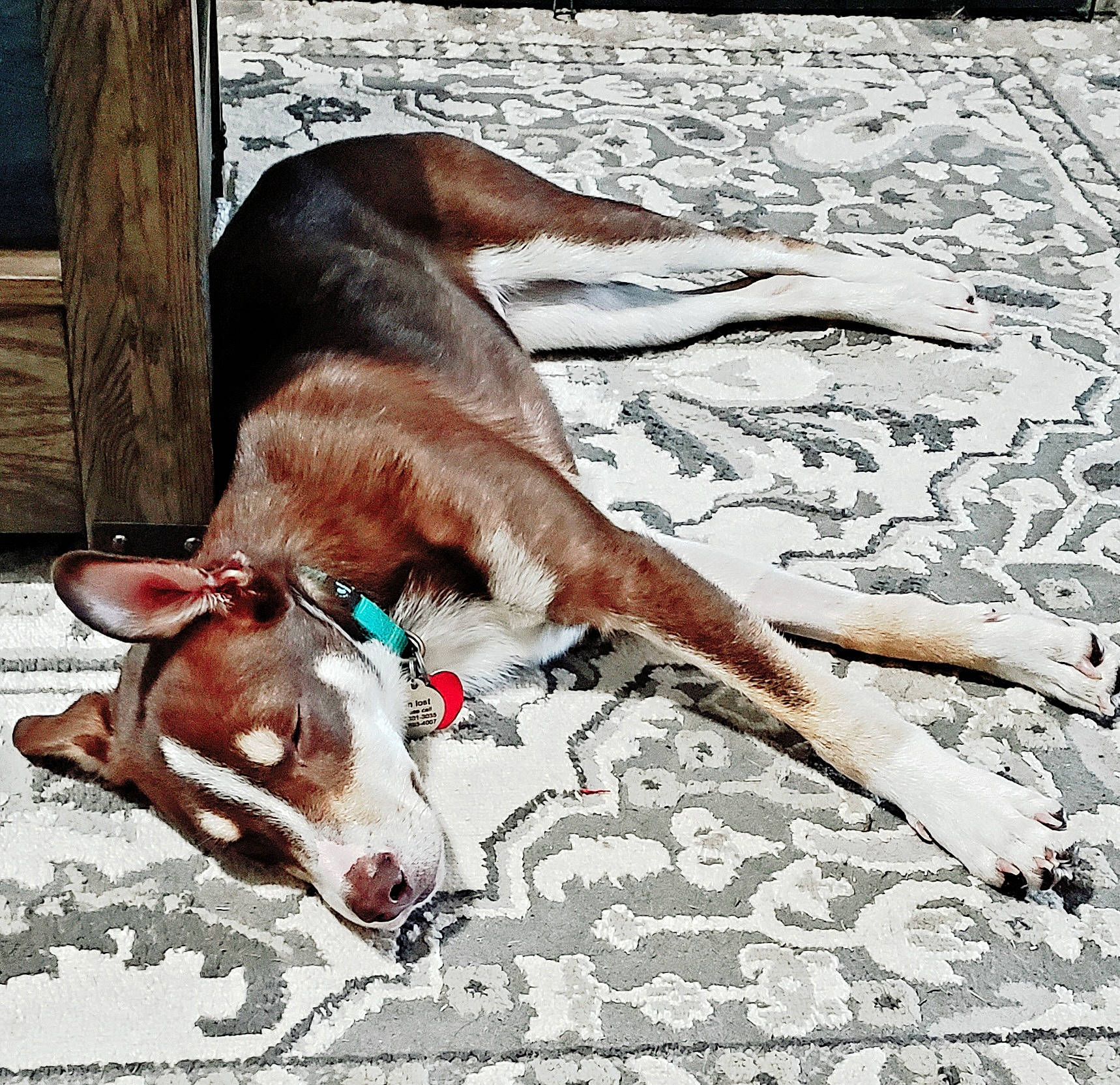 Loki joined the competition — help win amazing prizes! canidae, carnivore, dog, dog_breed, galgo_espanol, hunting_dog, ibizan_hound, liver, lurcher, mammal, snout, street_dog, vertebrate