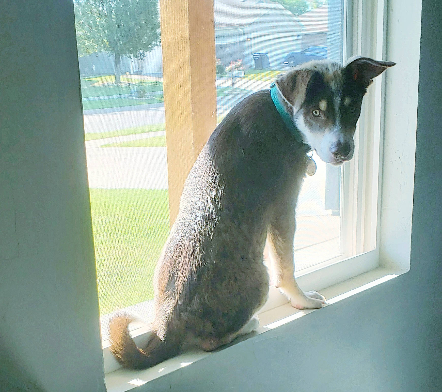 Loki joined the competition — help win amazing prizes! australian_cattle_dog, canidae, carnivore, dog, dog_breed, feist, mammal, sporting_group, tail, window