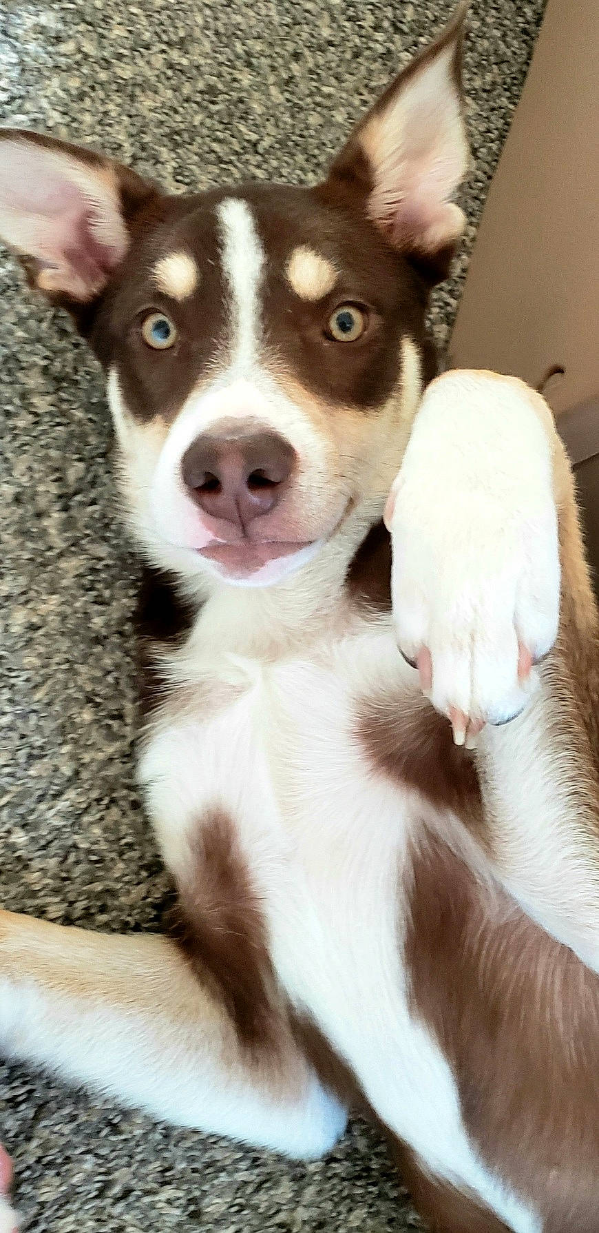 Loki is registered to the contest to win money with this photo: australian_kelpie, canidae, carnivore, dog, dog_breed, ear, feist, jaw, labrador_husky, mammal, nose, puppy, rare_breed_dog, rat_terrier, selfie, siberian_husky, skin, snout, vertebrate, whiskers