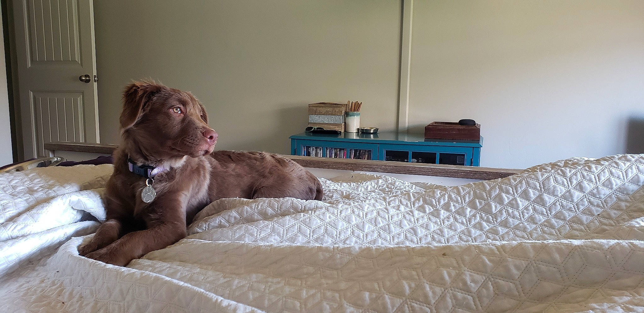 Koda joined the competition — help win amazing prizes! bed, canidae, carnivore, dog, dog_breed, fawn, floor, flooring, furniture, german_shorthaired_pointer, liver, pointer, pointing_breed, room, sporting_group, vizsla, weimaraner