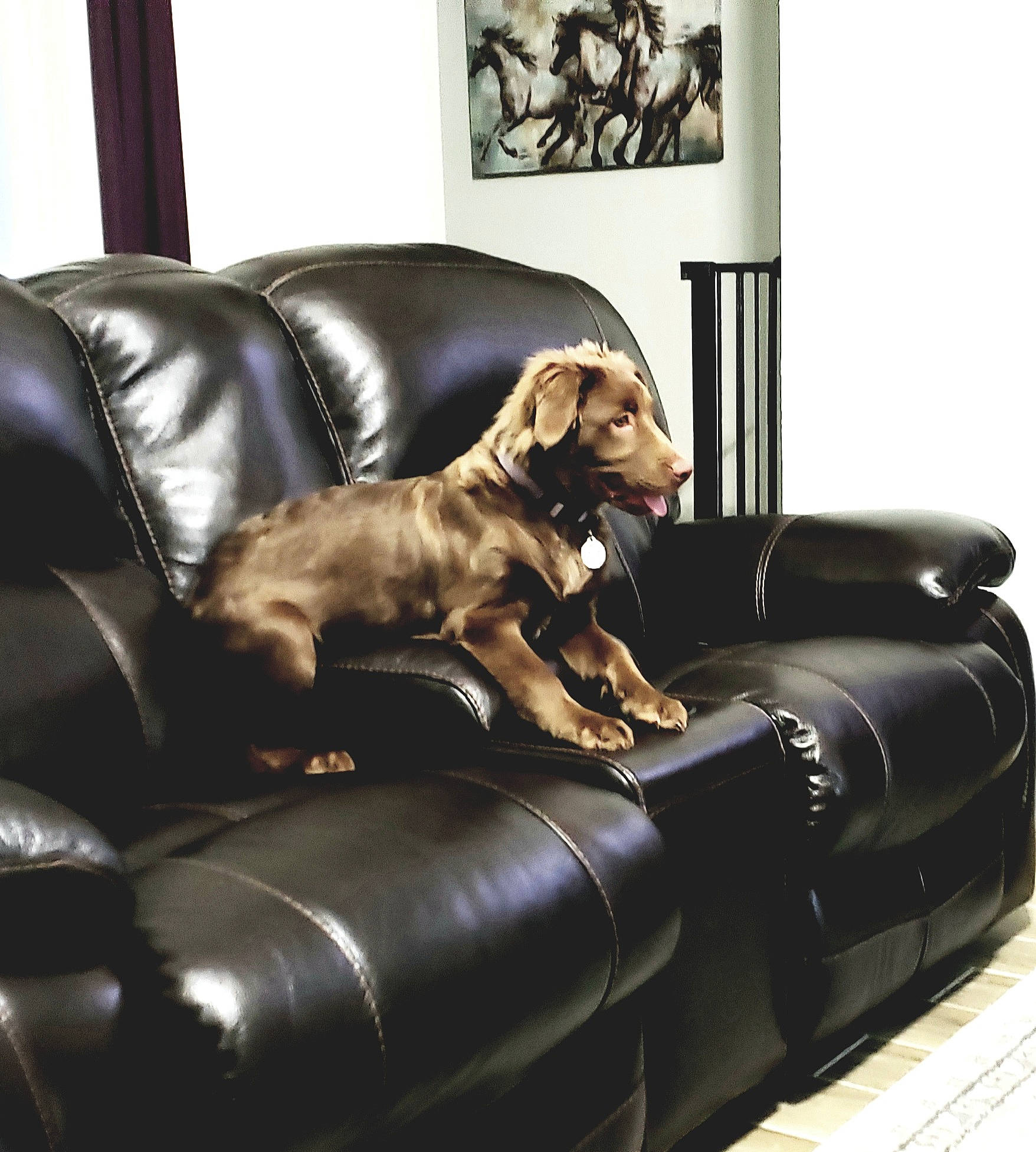 Koda is registered to the contest to win money with this photo: bed, brown, canidae, carnivore, chair, comfort, companion_dog, couch, dog, dog_bed, dog_breed, furniture, leather, sofa_bed