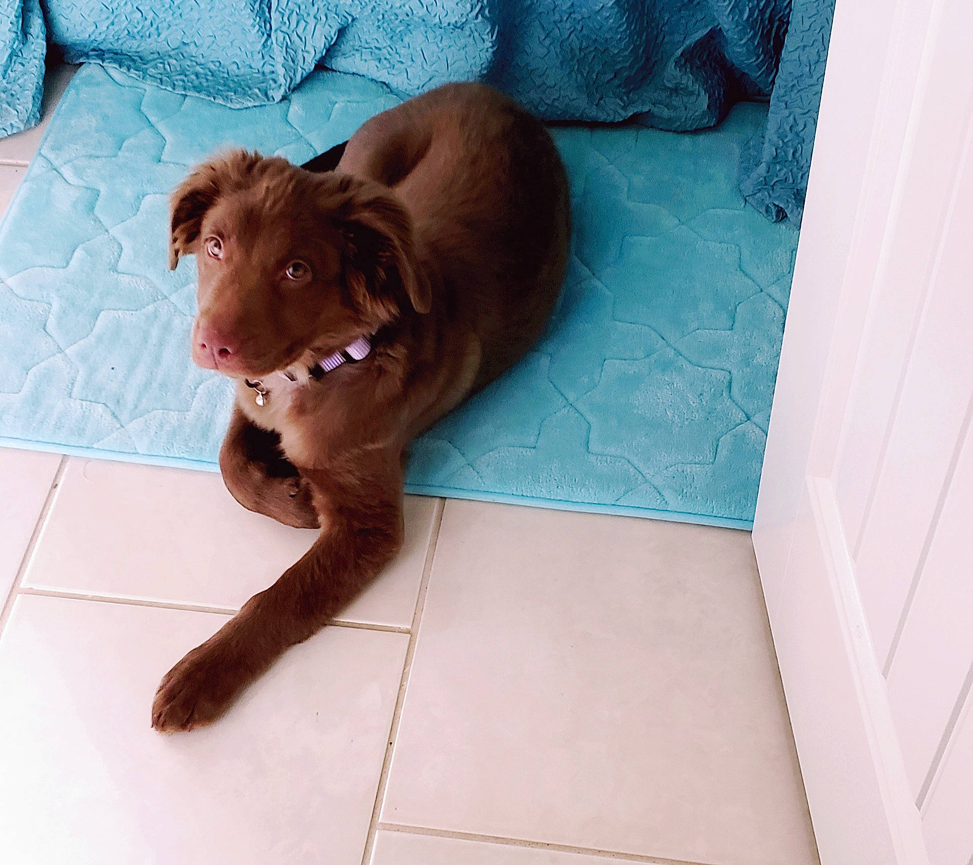 Koda is registered to the contest to win money with this photo: brown, canidae, carnivore, companion_dog, dog, dog_breed, floor, flooring, labrador_retriever, liver, pointing_breed, puppy, retriever, setter, spaniel, sporting_group, vizsla