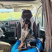 Arya participe au concours pour gagner de l'argent avec cette photo : dog, vehicle_interior, camper_van, seat, blanket, window, curtain, dashboard, greenery, sunlight, leash, pet, resting, travel, road_trip, indoor, cozy, companion, animal, calm