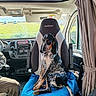 dog, vehicle_interior, camper_van, seat, blanket, window, curtain, dashboard, greenery, sunlight, leash, pet, resting, travel, road_trip, indoor, cozy, companion, animal, calm