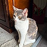 cat, calico_cat, pet, indoor, carpet, wooden_cabinet, natural_light, feline, sitting, fur, animal, domestic_cat, closeup, quiet, decor, floor, home, cute, whiskers, ears