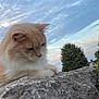 Malibu is registered to the contest to win money with this photo: cat, fluffy, rock, outdoor, sky, clouds, tree, greenery, nature, animal, pet, feline, calm, serene, closeup, whiskers, paws, daytime, soft_light, curious