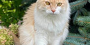 Malibu is registered to the contest to win money with this photo: cat, fluffy, cream_color, white_color, rock, greenery, foliage, blue_spruce, outdoor, nature, pet, animal, close_up, sitting, eyes, whiskers, ears, fur, portrait, daylight