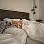 Malibu joined the competition — help win amazing prizes! cat, bed, comforter, white_bedding, wooden_headboard, indoor, cozy, pet, feline, resting, blanket, sleepy, cute, fur, domestic_animal, household, relaxation, modern_lighting, interior, warm