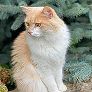 Malibu joined the competition — help win amazing prizes! cat, fluffy, cream_color, white_color, sitting, stone, outdoor, pine_tree, greenery, nature, pet, animal, fur, whiskers, ears, paws, curious, serene, close_up, portrait