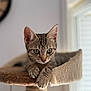 cat, kitten, tabby, pet, animal, feline, cute, indoor, cat_tree, paws, ears, whiskers, fur, resting, alert, young, closeup, curious, home, light