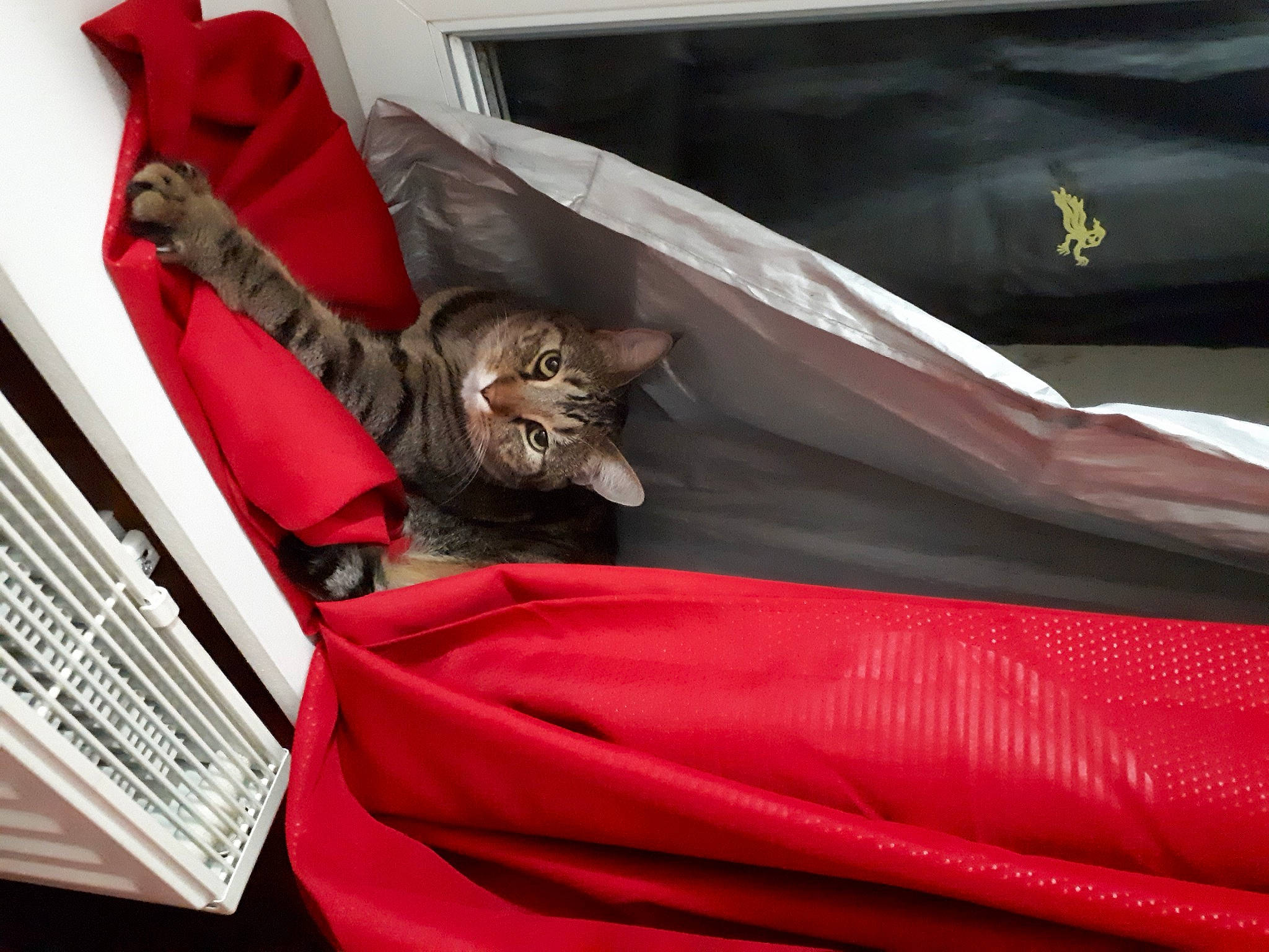 Jémi a rejoint le concours — aidez-le/la à gagner de superbes lots ! automotive_exterior, bag, carmine, carnivore, cat, comfort, domestic_short_haired_cat, felidae, fur, linens, magenta, motor_vehicle, room, small_to_medium_sized_cats, tail, vehicle, whiskers