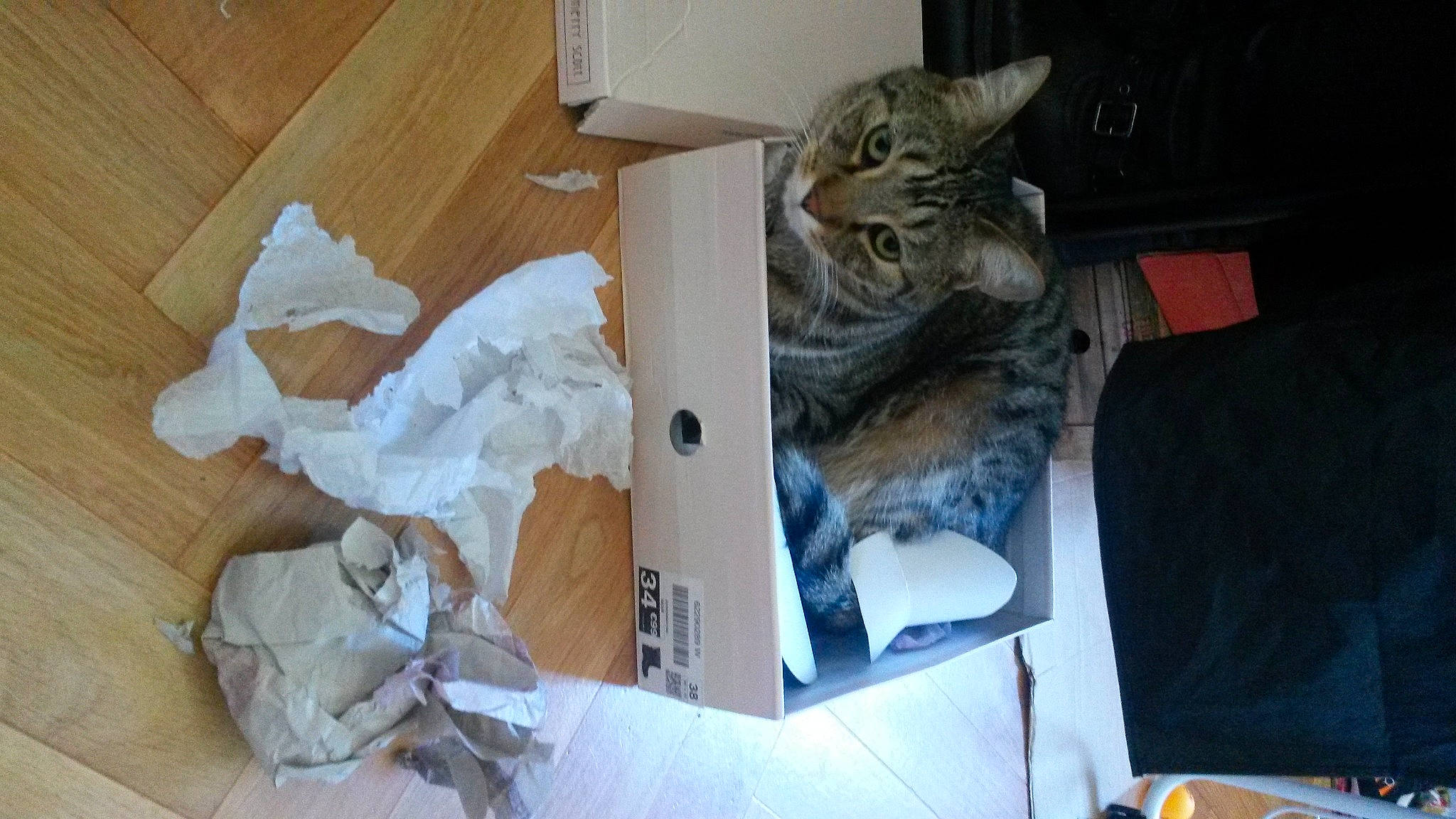 Jémi participe au concours pour gagner de l'argent avec cette photo : box, cardboard, carnivore, cat, comfort, domestic_short_haired_cat, felidae, fur, hardwood, mammal, paper, paper_product, plastic, plastic_bag, room, small_to_medium_sized_cats, tail, vertebrate, whiskers, wood