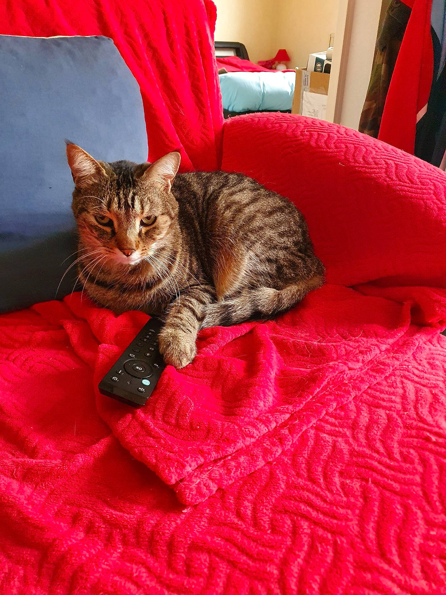 Jémi a rejoint le concours — aidez-le/la à gagner de superbes lots ! bed, bedding, carnivore, cat, comfort, domestic_short_haired_cat, felidae, flooring, fur, linens, magenta, mammal, room, sitting, small_to_medium_sized_cats, tail, terrestrial_animal, textile, tree, whiskers