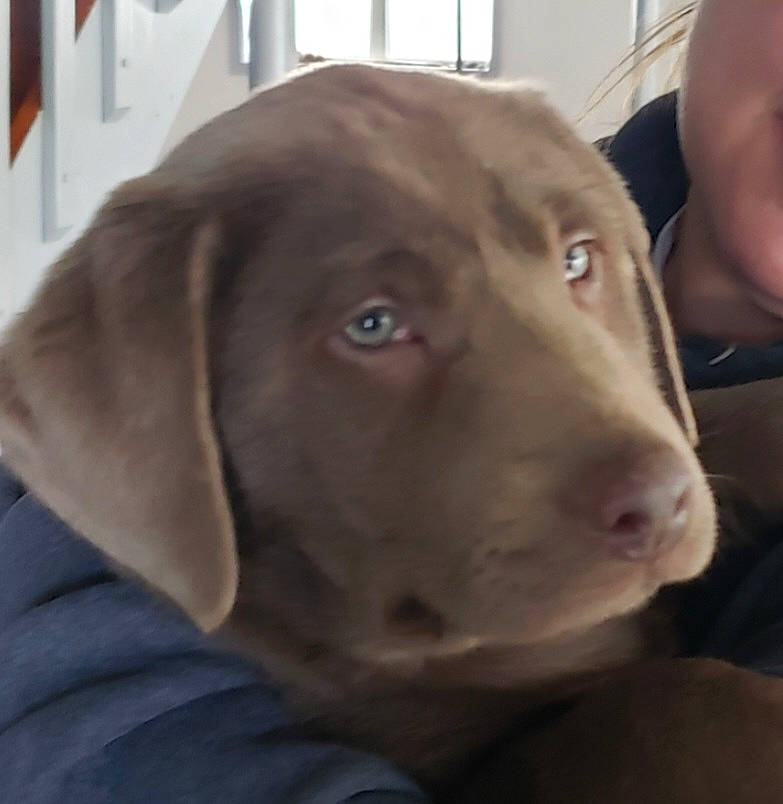 Buddy joined the competition — help win amazing prizes! borador, canidae, carnivore, companion_dog, dog, dog_breed, dog_collar, ear, fawn, fur, gun_dog, hunting_dog, liver, pointing_breed, snout, sporting_group, whiskers, working_animal