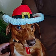 Randy joined the competition — help win amazing prizes! animal, brown_dog, canine, close_up, collar, couch, cute, dog, domestic_animal, ears, festive, fur, hand, hat, holiday, indoor, pet, portrait, resting, santa_hat