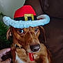 animal, brown_dog, canine, close_up, collar, couch, cute, dog, domestic_animal, ears, festive, fur, hand, hat, holiday, indoor, pet, portrait, resting, santa_hat