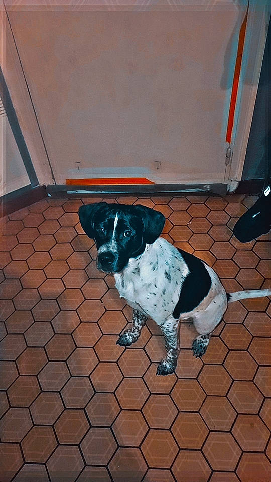 Falcko a rejoint le concours — aidez-le/la à gagner de superbes lots ! canidae, carnivore, collar, companion_dog, concrete, dog, dog_breed, dog_supply, fawn, floor, flooring, leash, pet_supply, road_surface, sidewalk, snout, sporting_group, tail, tints_and_shades, working_animal