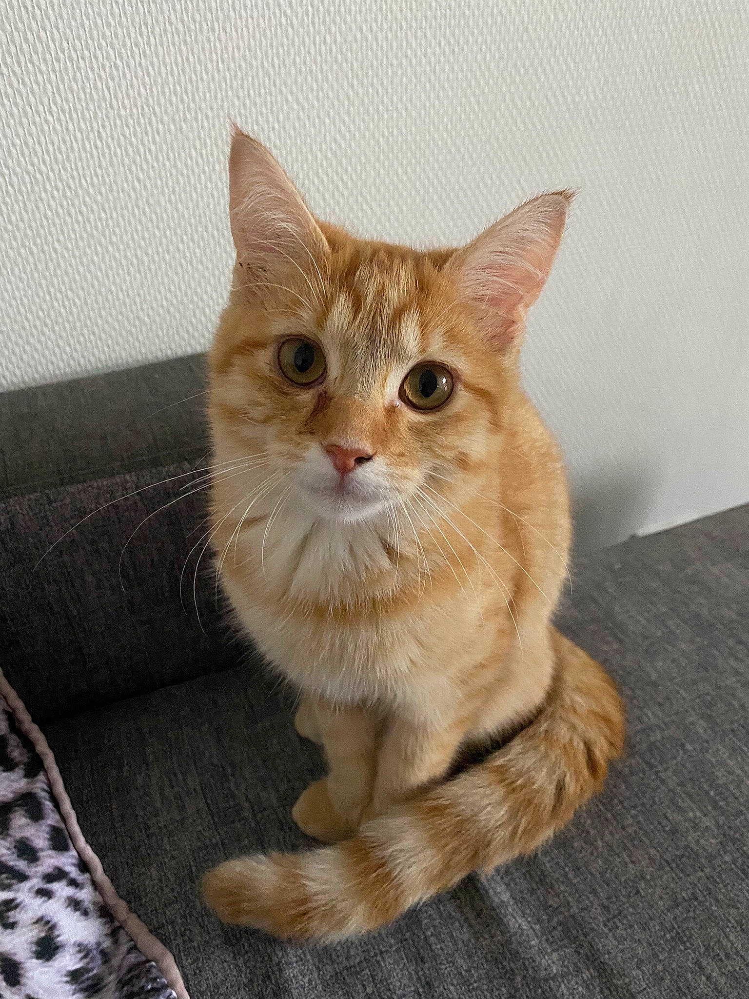 Tigresse participe au concours pour gagner de l'argent avec cette photo : carnivore, cat, claw, comfort, couch, domestic_short_haired_cat, eye, fawn, felidae, fur, paw, sitting, small_to_medium_sized_cats, tail, terrestrial_animal, whiskers, window, wood