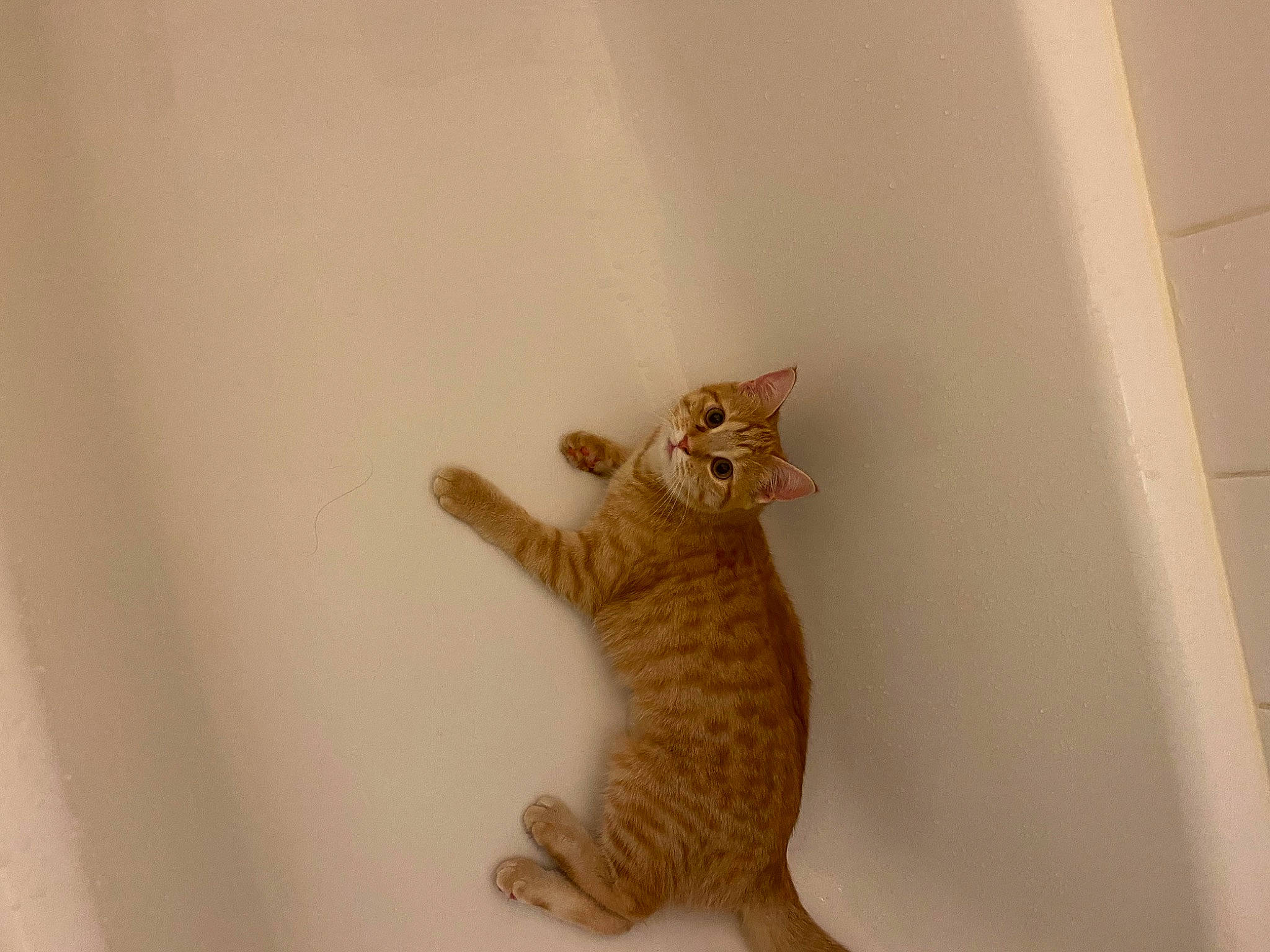 Tigresse participe au concours pour gagner de l'argent avec cette photo : art, carnivore, cat, claw, domestic_short_haired_cat, fawn, felidae, fur, paw, room, small_to_medium_sized_cats, tail, terrestrial_animal, whiskers, wood