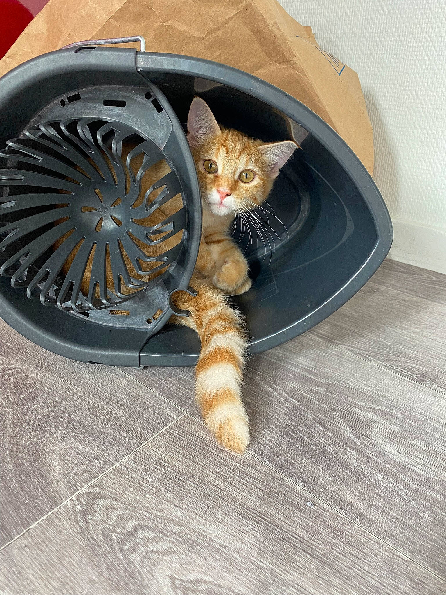 Tigresse a rejoint le concours — aidez-le/la à gagner de superbes lots ! automotive_lighting, automotive_tire, carnivore, cat, cat_bed, cat_supply, comfort, couch, fawn, felidae, fender, fur, hood, rim, small_to_medium_sized_cats, tail, tire, wheel, whiskers, wood