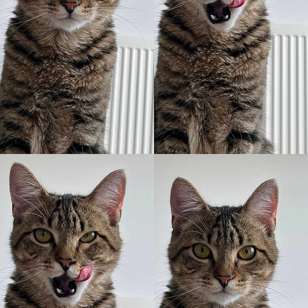 Scrump a rejoint le concours — aidez-le/la à gagner de superbes lots ! abyssinian, accessories, animal, art, bodypart, brush, cat, collage, couch, device, egyptiancat, furniture, kitten, manx, mouth, person, pet, teeth, tongue, tool