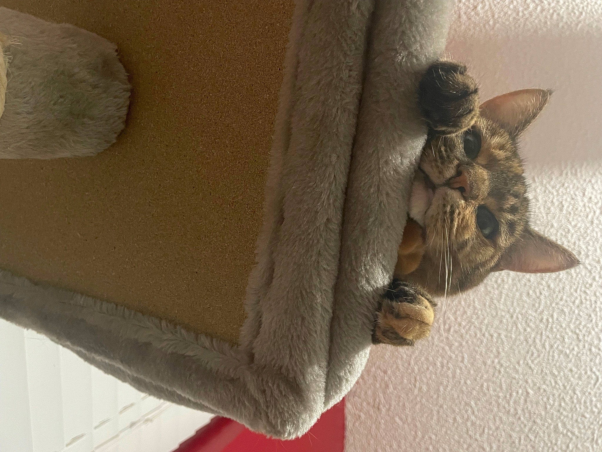 Hazel joined the competition — help win amazing prizes! beige, craft, fashion_accessory, felidae, fur, khaki, linens, metal, pattern, peach, sleeve, small_to_medium_sized_cats, stuffed_toy, tail, waist, wood, wool, woven_fabric