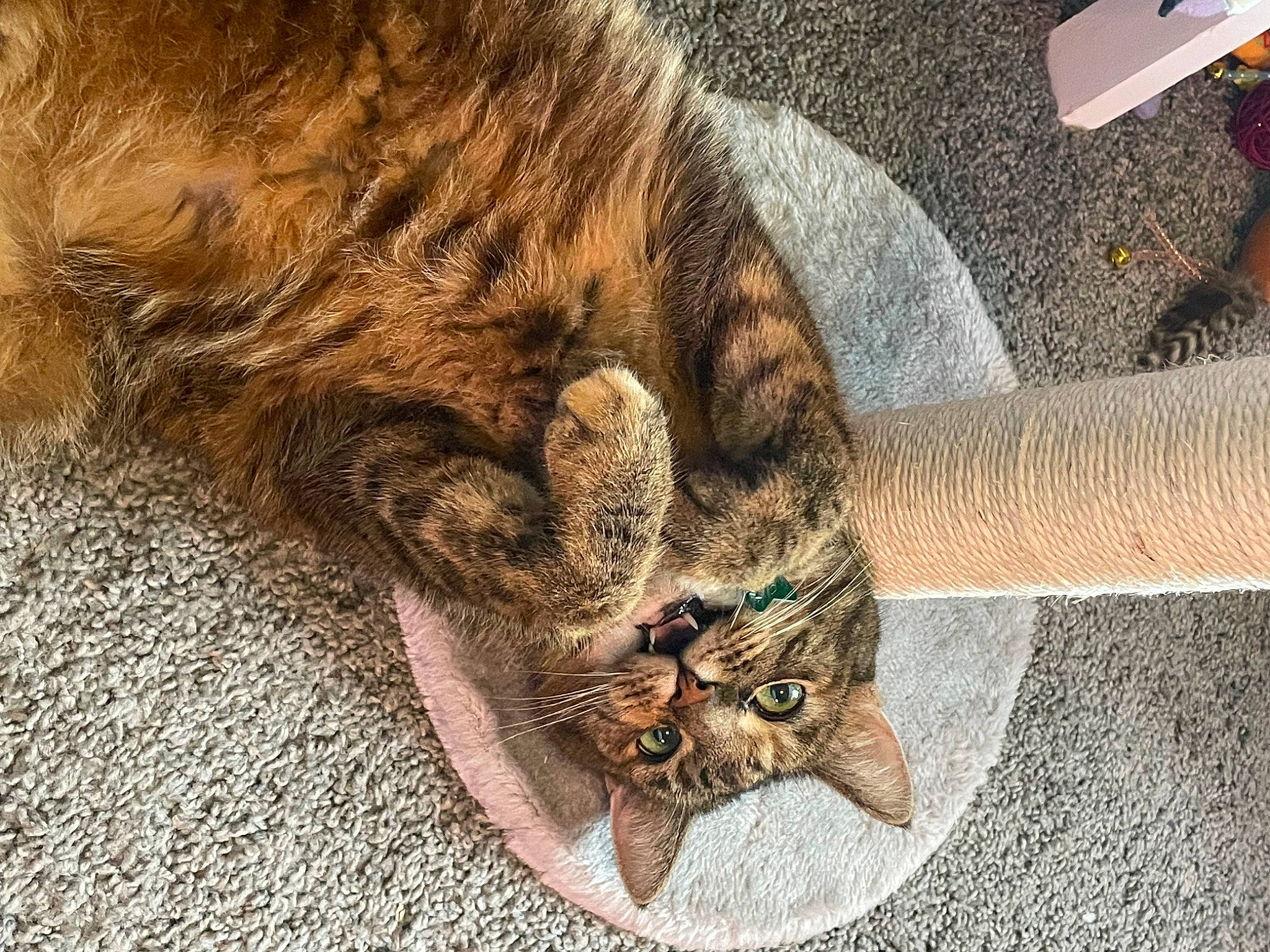 Hazel is registered to the contest to win money with this photo: carnivore, cat, claw, comfort, domestic_short_haired_cat, fawn, felidae, flooring, foot, fur, grass, human_leg, paw, small_to_medium_sized_cats, snout, tail, terrestrial_animal, tree, whiskers, wood