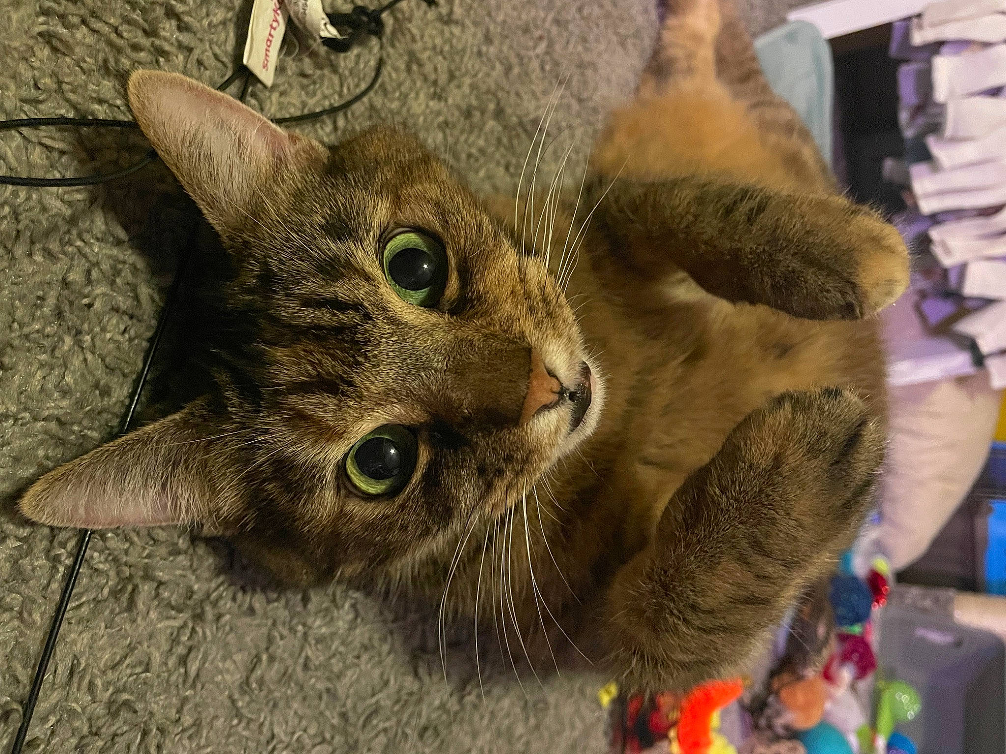 Hazel joined the competition — help win amazing prizes! carnivore, cat, claw, domestic_short_haired_cat, event, fawn, felidae, fur, grass, paw, plant, small_to_medium_sized_cats, snout, terrestrial_animal, whiskers