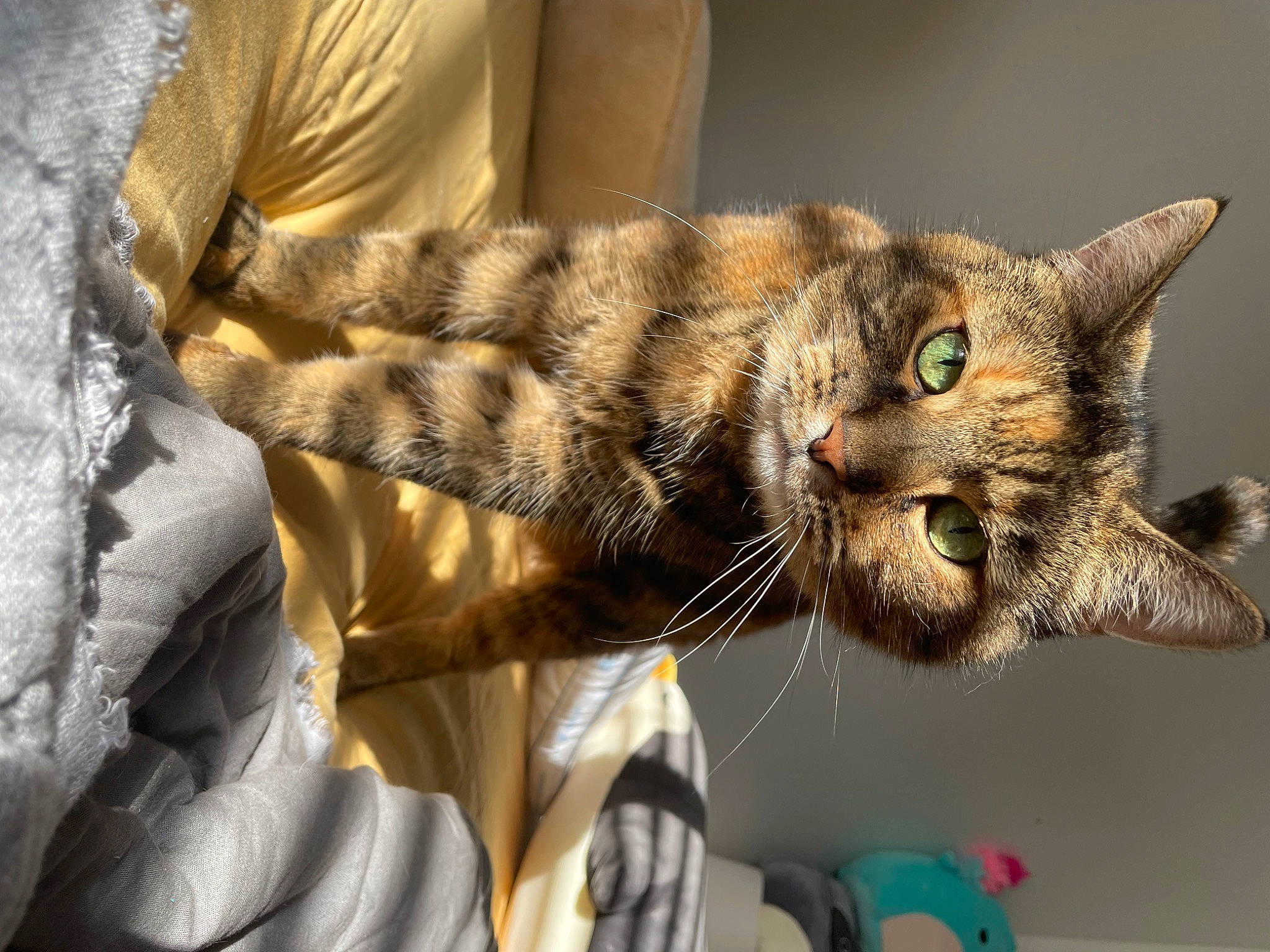 Hazel joined the competition — help win amazing prizes! carnivore, cat, claw, comfort, domestic_short_haired_cat, ear, felidae, fur, gesture, linens, small_to_medium_sized_cats, snout, whiskers, wildlife