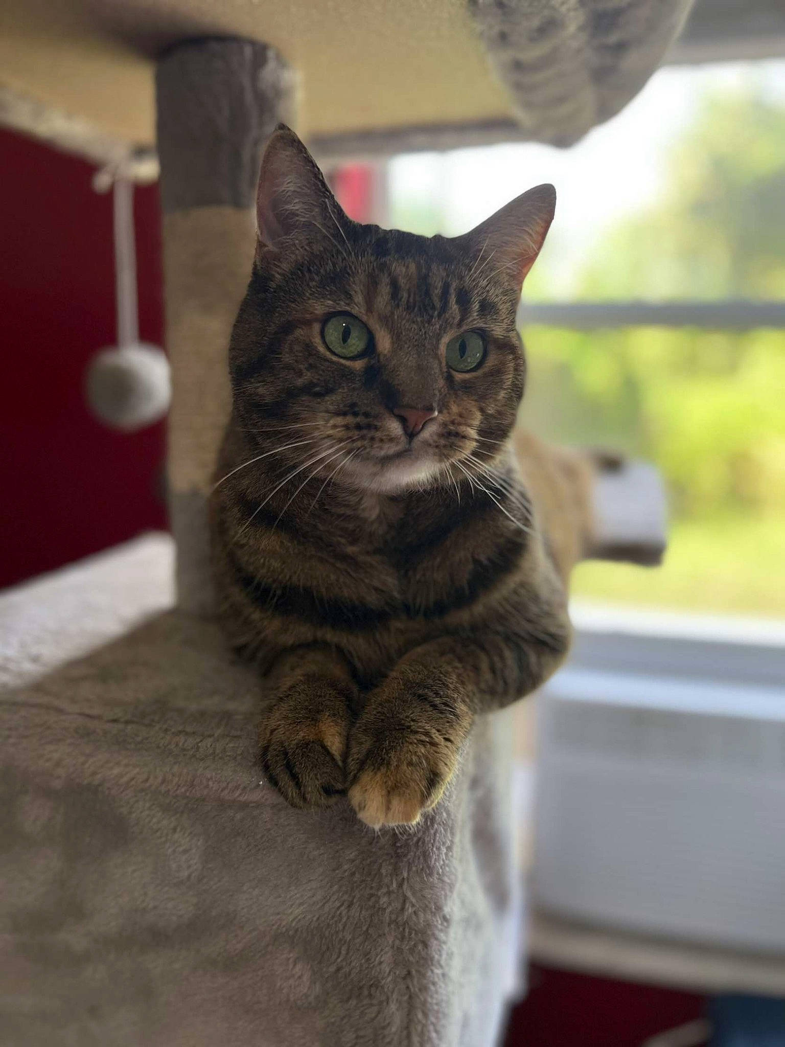 Hazel joined the competition — help win amazing prizes! carnivore, cat, cat_furniture, cat_supply, domestic_short_haired_cat, felidae, fur, grey, sitting, small_to_medium_sized_cats, snout, tail, whiskers, window, windshield