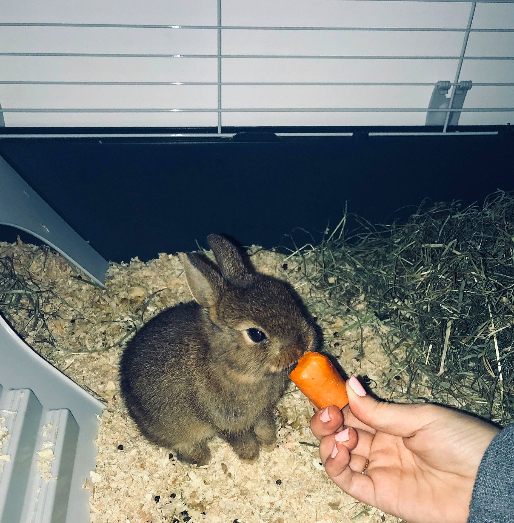 Berri participe au concours pour gagner de l'argent avec cette photo : audubons_cottontail, black_tailed_jackrabbit, chinchilla, degu, domestic_rabbit, ear, eastern_cottontail, fawn, hare, lower_keys_marsh_rabbit, mammal, mountain_cottontail, organism, rabbit, rabbits_and_hares, rodent, wildlife, wood_rabbit