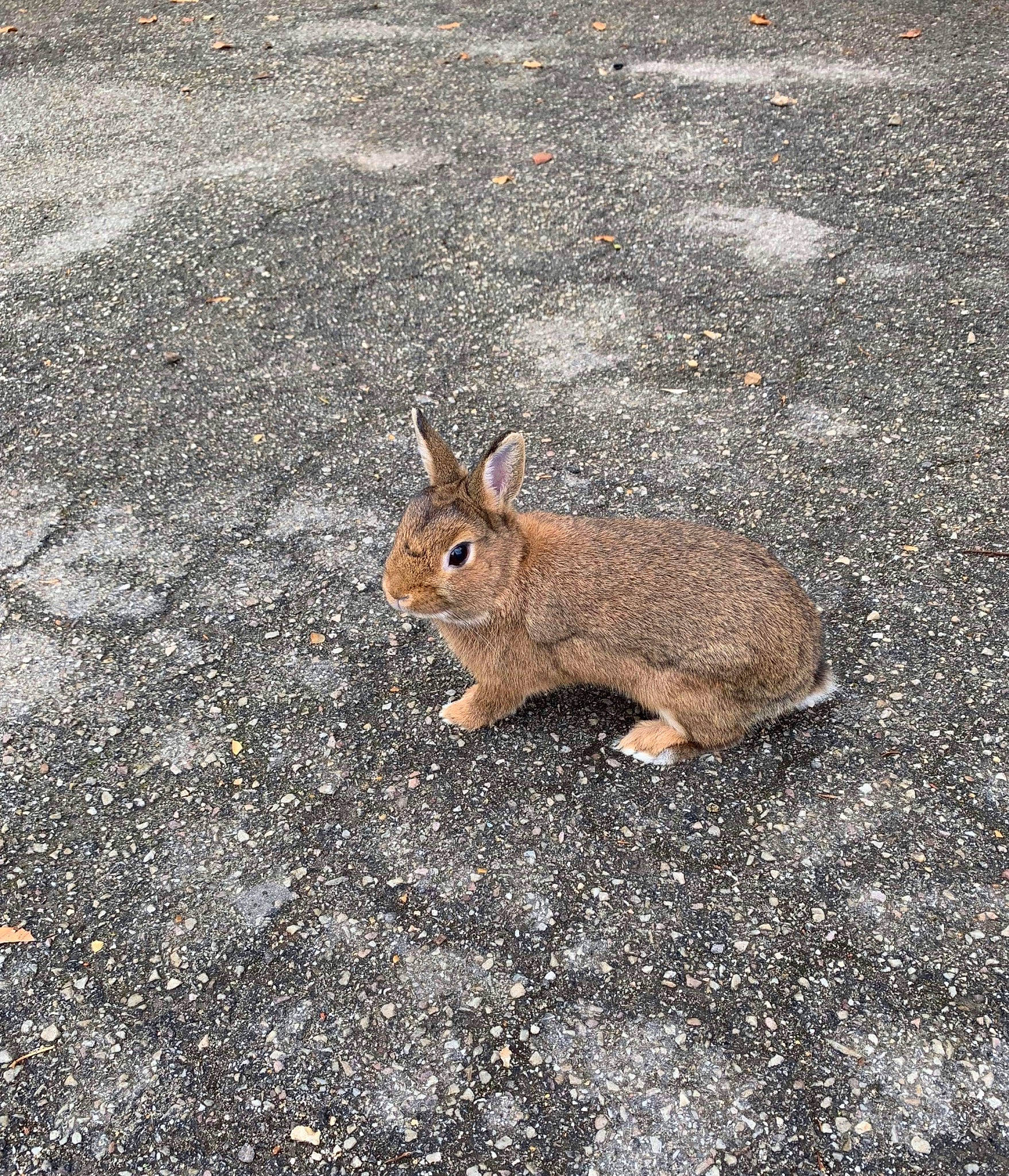 Berri a rejoint le concours — aidez-le/la à gagner de superbes lots ! adaptation, audubons_cottontail, domestic_rabbit, fawn, hare, lower_keys_marsh_rabbit, mountain_cottontail, organism, rabbit, rabbits_and_hares, soil, tail, terrestrial_animal, wildlife, wood_rabbit