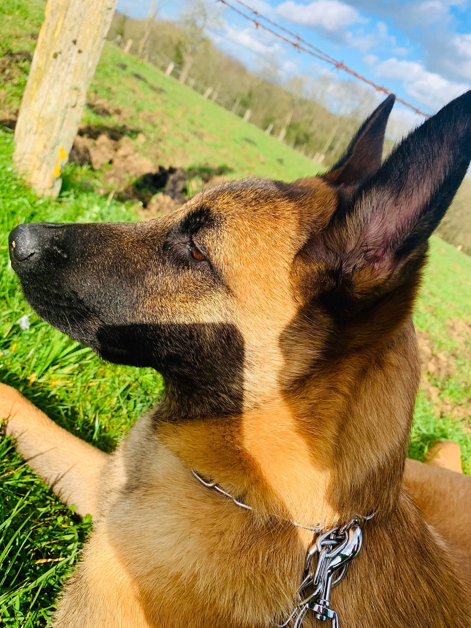 Ralf participe au concours pour gagner de l'argent avec cette photo : belgian_shepherd, belgian_shepherd_malinois, canidae, carnivore, collar, dog, dog_breed, dog_collar, east_european_shepherd, fawn, german_shepherd_dog, grass, king_shepherd, kunming_wolfdog, mammal, old_german_shepherd_dog, snout, vertebrate, working_dog