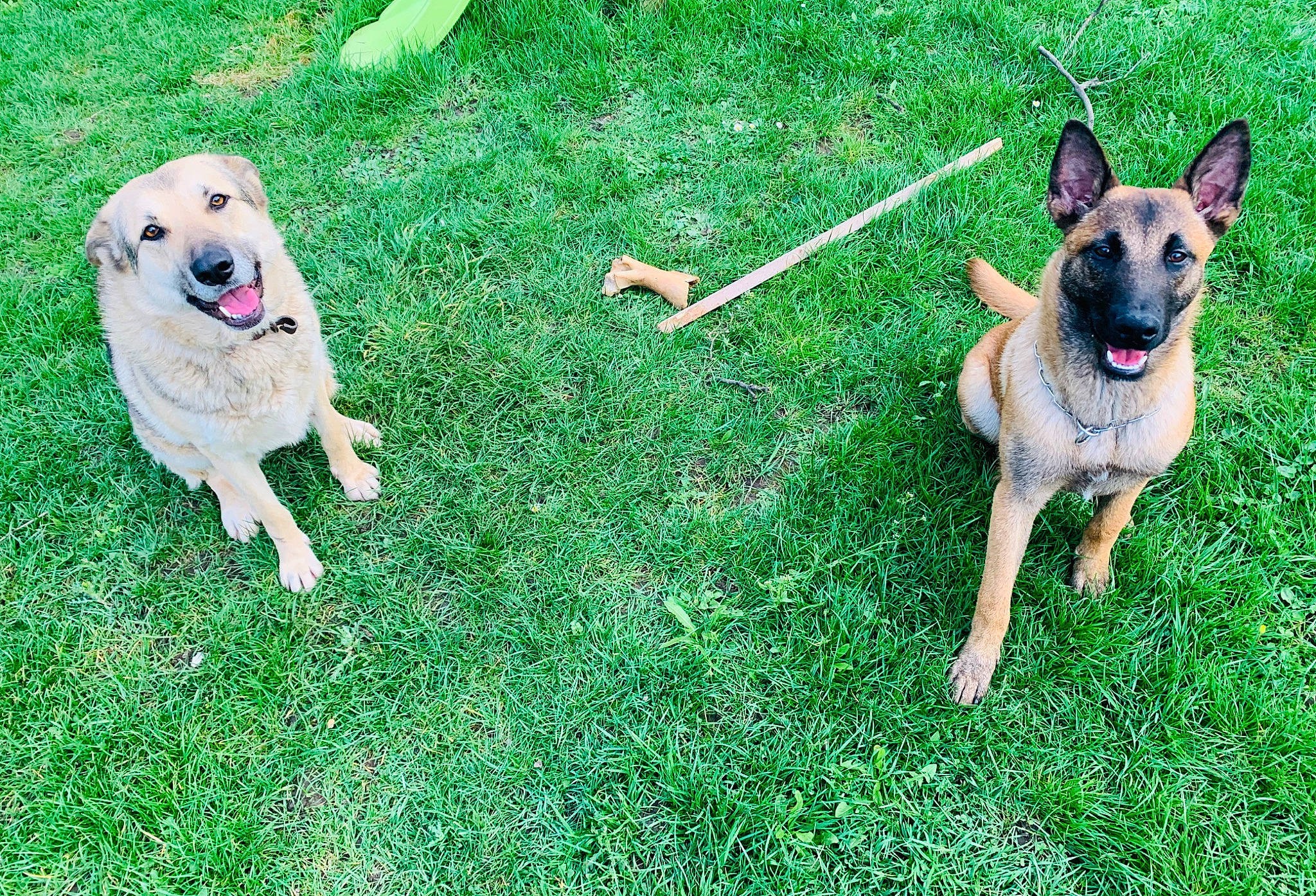 Ralf participe au concours pour gagner de l'argent avec cette photo : canidae, carnivore, dog, dog_breed, fawn, german_shepherd_dog, grass, mammal, rare_breed_dog, sporting_group, vertebrate, working_dog