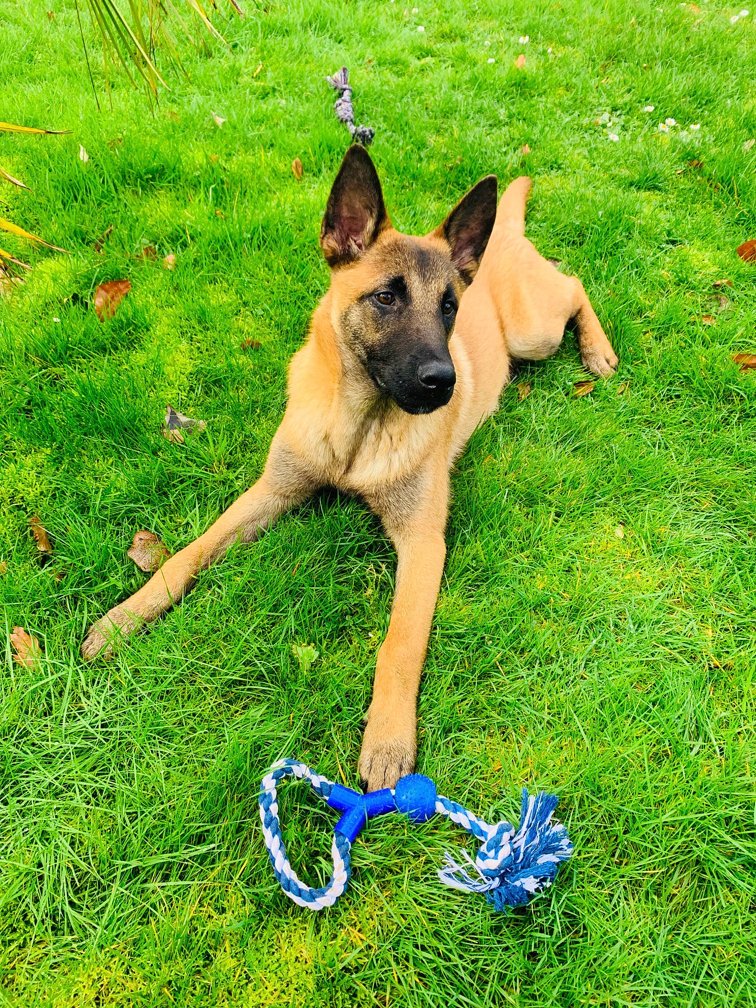 Ralf a rejoint le concours — aidez-le/la à gagner de superbes lots ! belgian_shepherd, belgian_shepherd_malinois, canidae, carnivore, dog, dog_breed, east_european_shepherd, fawn, german_shepherd_dog, grass, king_shepherd, kunming_wolfdog, mammal, old_german_shepherd_dog, plant, rare_breed_dog, shiloh_shepherd_dog, vertebrate, working_dog
